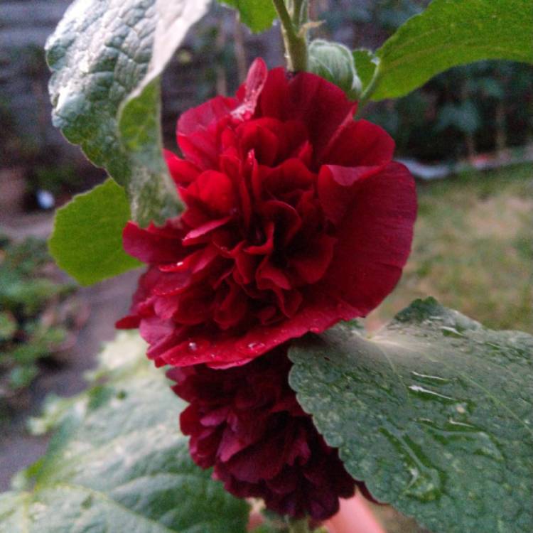 Plant image Alcea rosea 'Chater's Double Group Chestnut Brown'