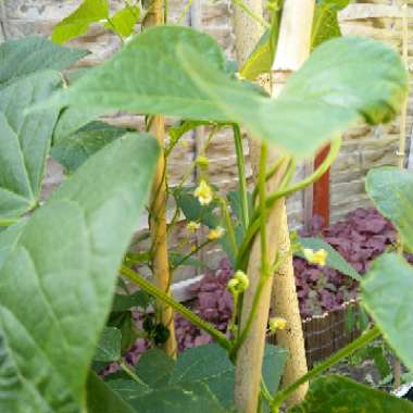 Climbing French Bean 'Isabel'