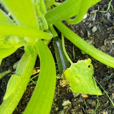 Courgette