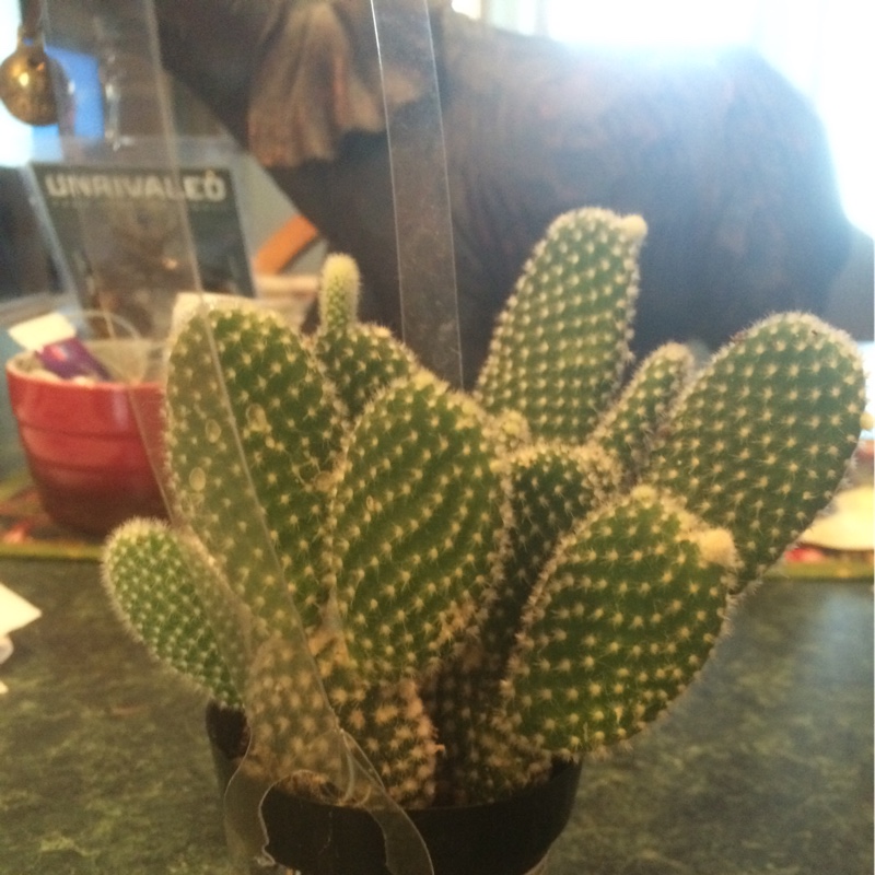 Plant image Opuntia microdasys albata