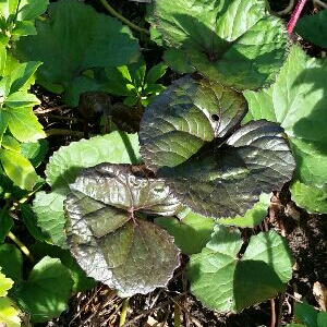 Plant image Ligularia dentata 'Britt Marie Crawford'