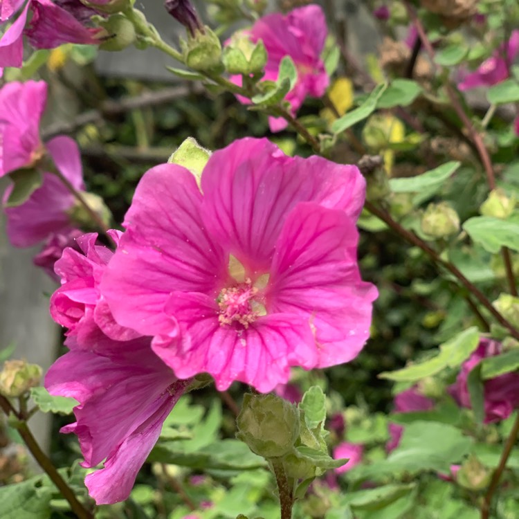 Plant image Anisodontea capensis 'Elegans Princess'