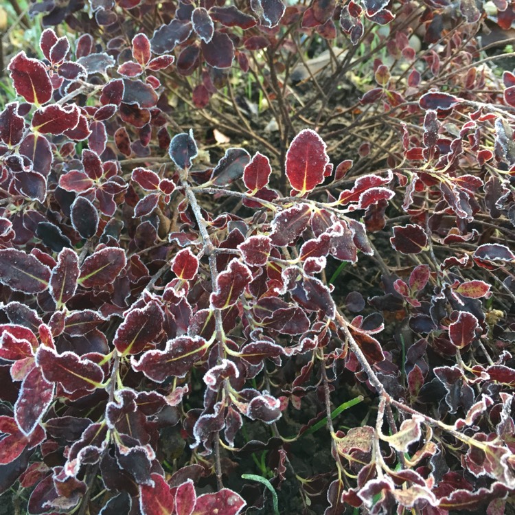 Plant image Pittosporum tenuifolium 'Tom Thumb'