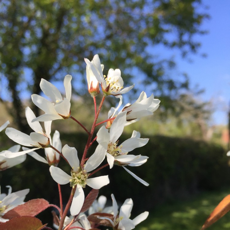 Plant image Amelanchier lamarckii