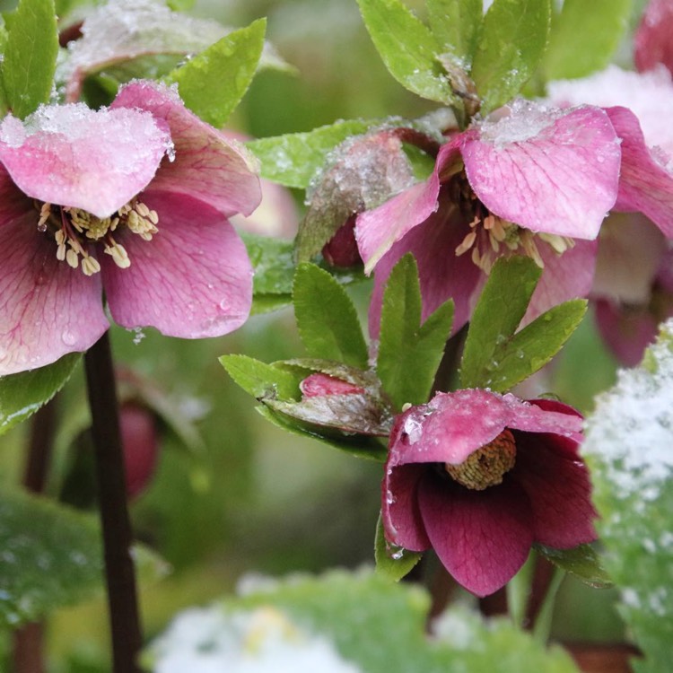 Plant image Helleborus 'Epb 21' (Frostkiss Series) syn. Helleborus (Rodney Davey Marbled Group) 'Charmer'