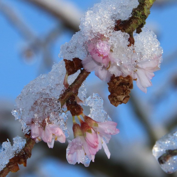 Plant image Prunus x subhirtella 'Autumnalis'