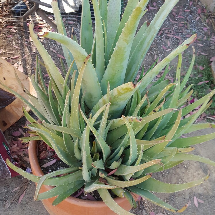 Aloe