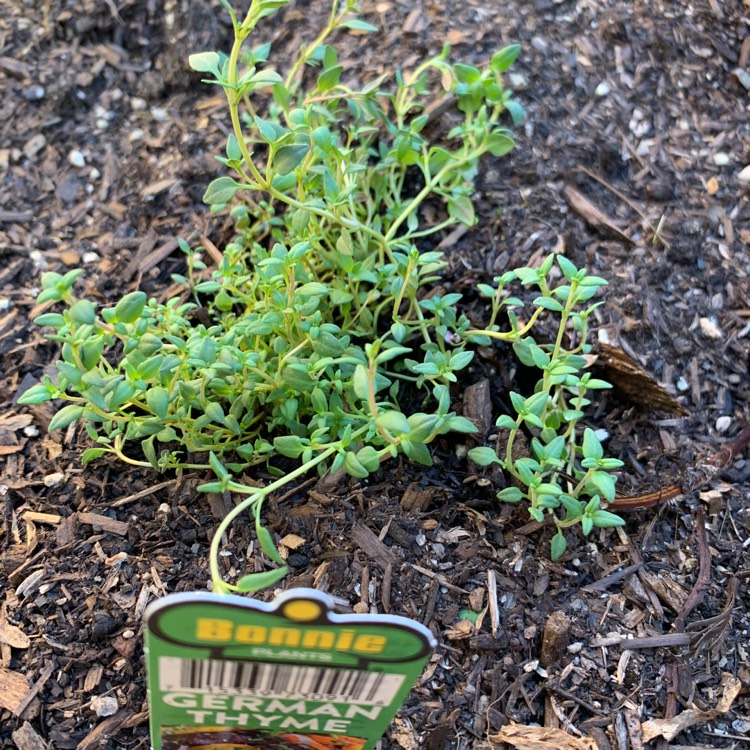 Plant image Thymus Vulgaris 'German'