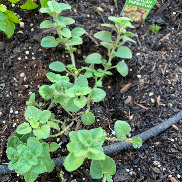 Plant image Origanum Vulgare subsp. Hirtum 'Hot and Spicy'