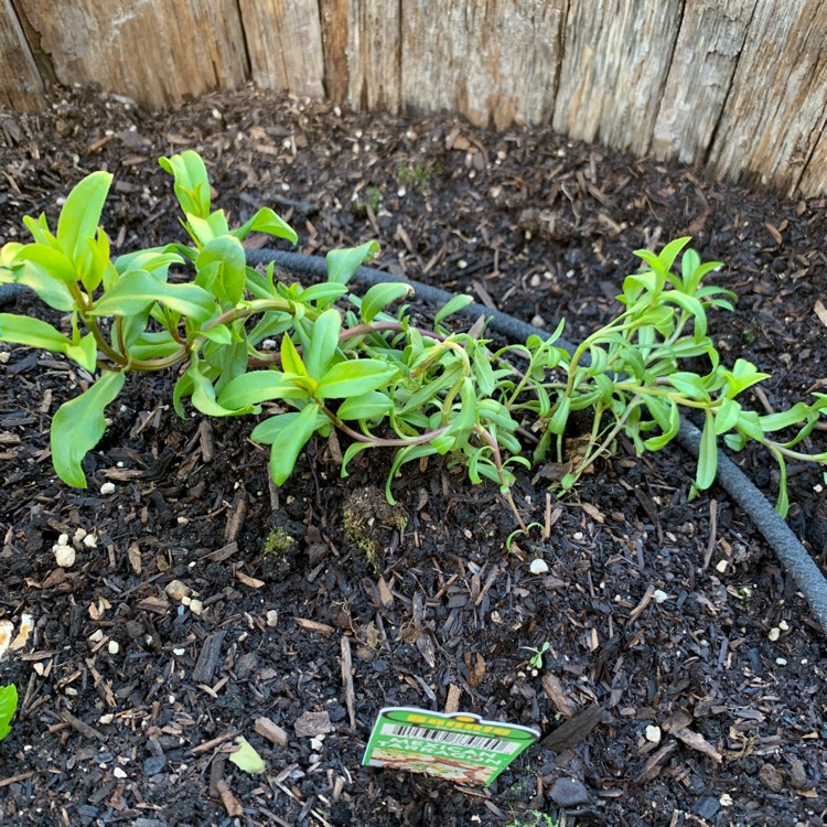 Plant image Tagetes lucida