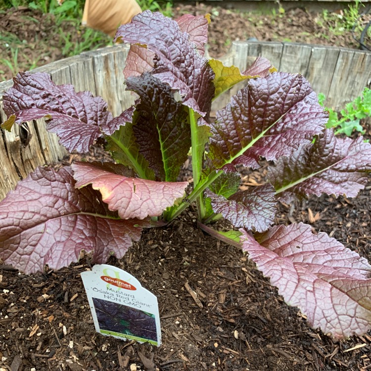 Plant image Brassica juncea 'Red Giant'