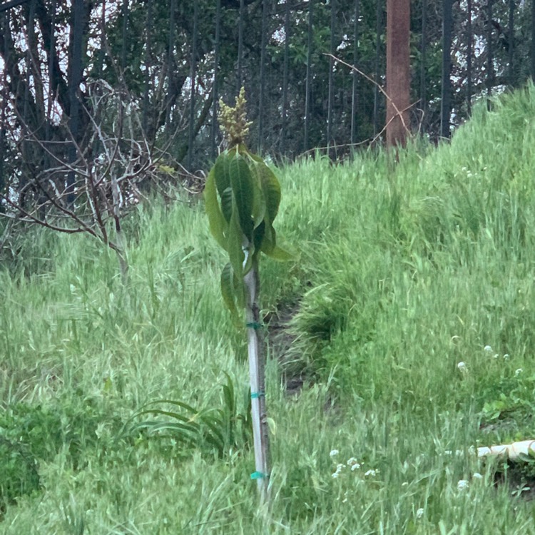 Plant image Mangifera Indica