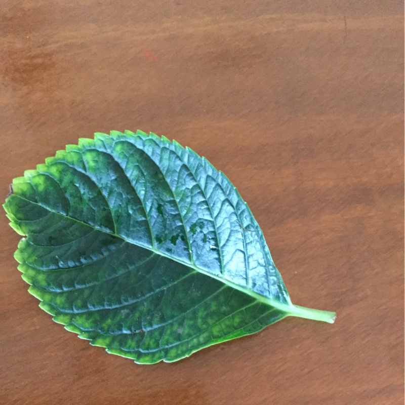 Hydrangea macrophylla 'Altona'