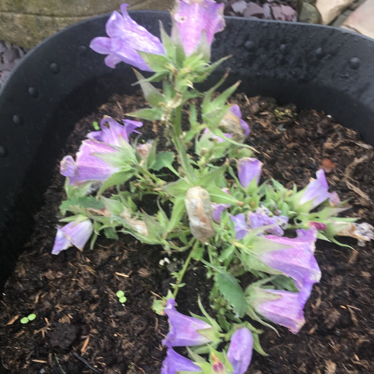 Plant image Gentiana