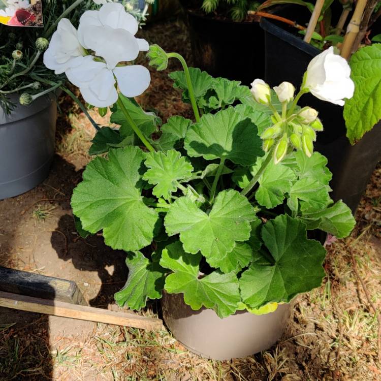 Plant image Pelargonium 'Peqz0029 (Calliope Medium Series) syn. Pelargonium 'Calliope White'