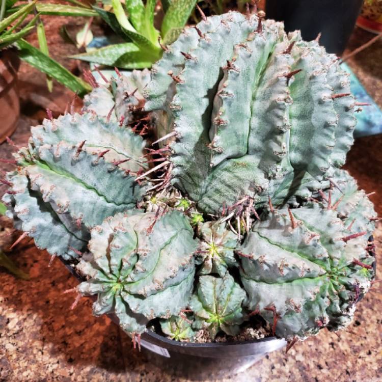 Plant image Euphorbia Horrida Major Nova