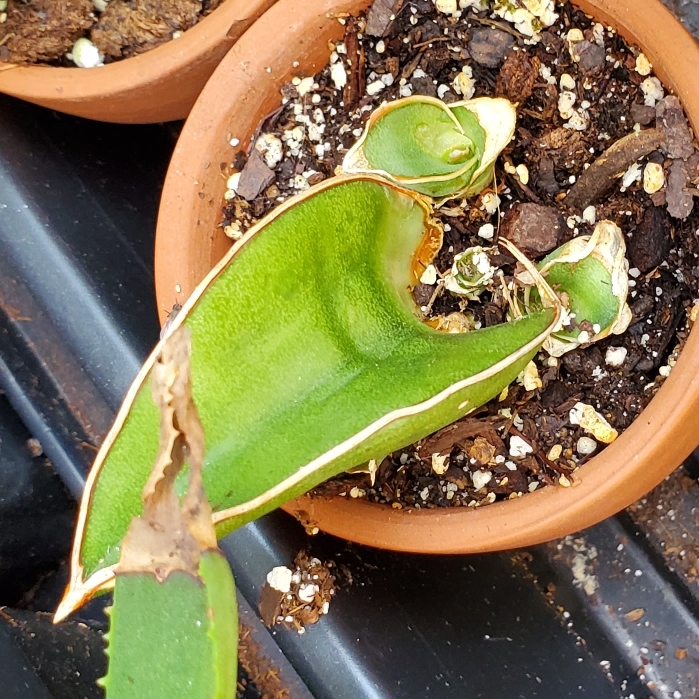 Plant image Sansevieria pinguicula