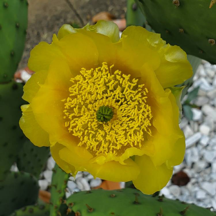 plant image 1309355