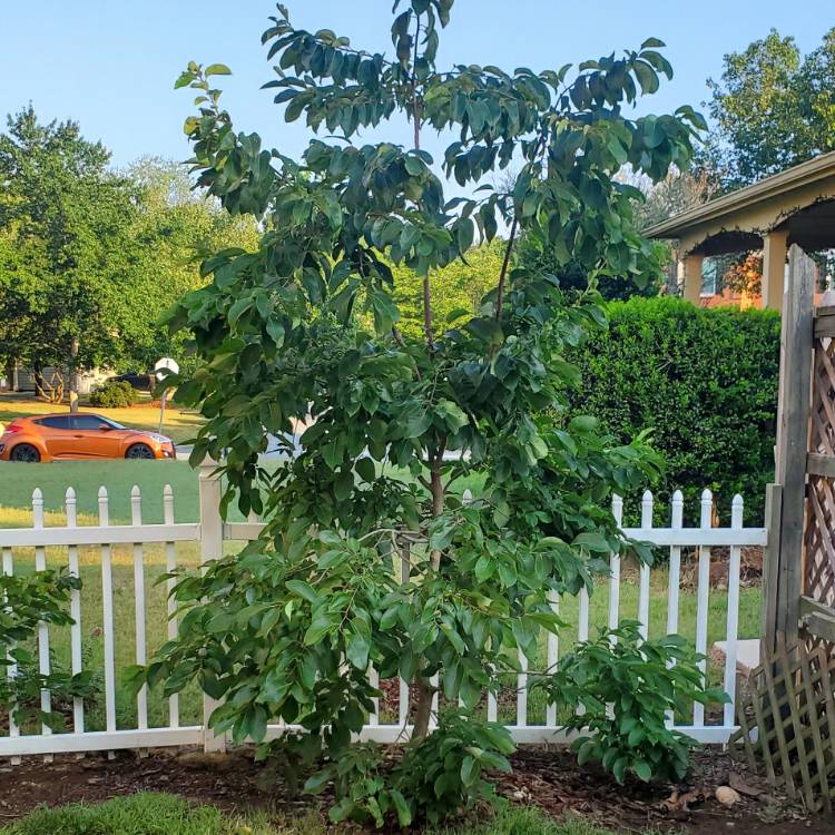 Plant image Diospyros virginiana