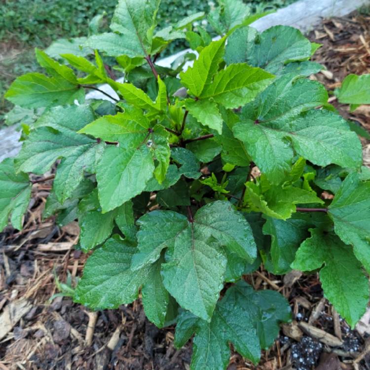 Plant image Hibiscus sabdariffa