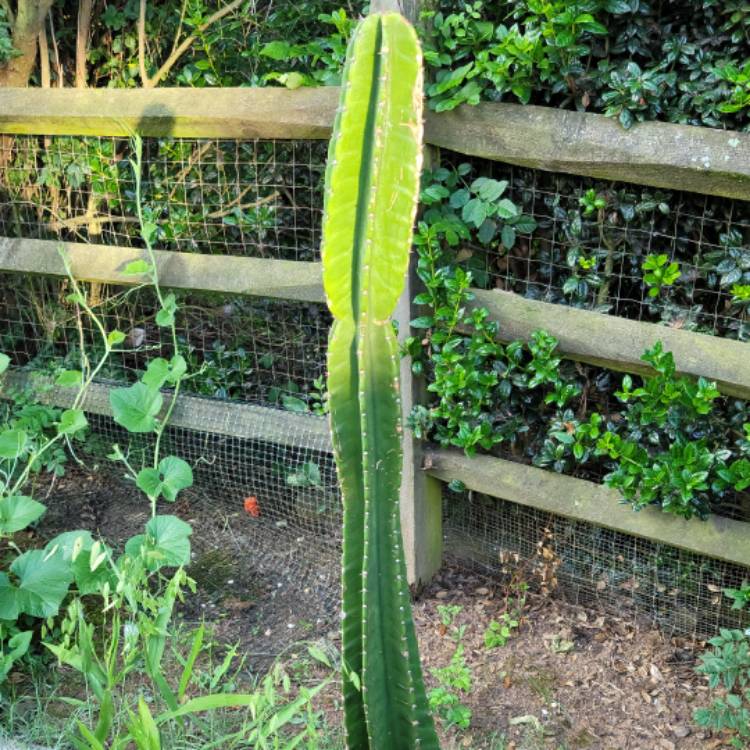 Plant image Cereus repandus syn. Cereus peruvianus