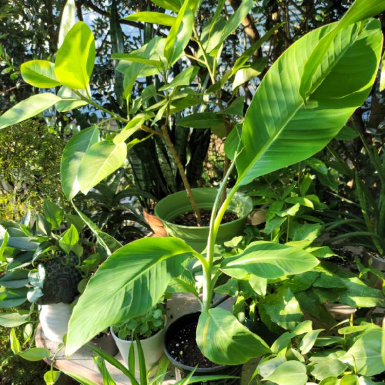 Plant image Musa acuminata x balbisiana 'Blue Java'