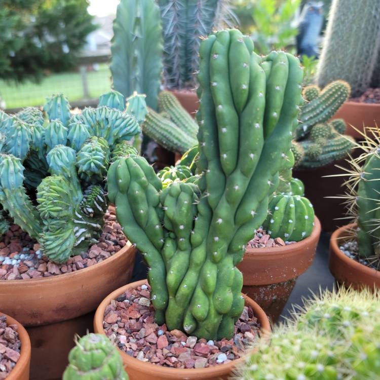 Plant image Cereus peruvianus 'Monstrosus'