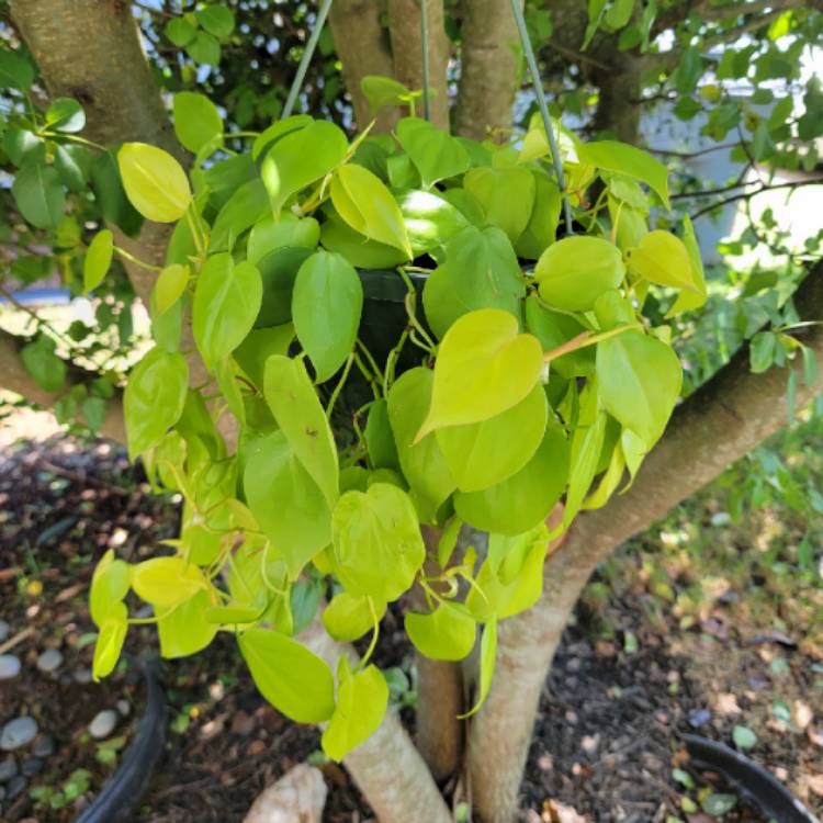 Plant image Philodendron hederaceum 'Aureum' syn. Philodendron hederaceum 'Lemon Lime', Philodendron hederaceum 'Neon'