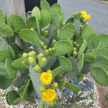 Opuntia robusta