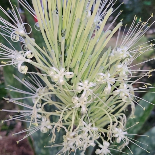 Plant image Dracaena Jaboa