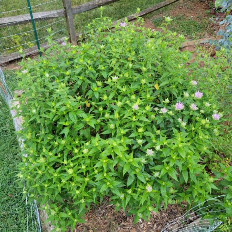 Plant image Monarda didyma 'Earl Grey'