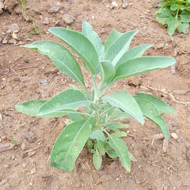 Plant image Salvia Apiana