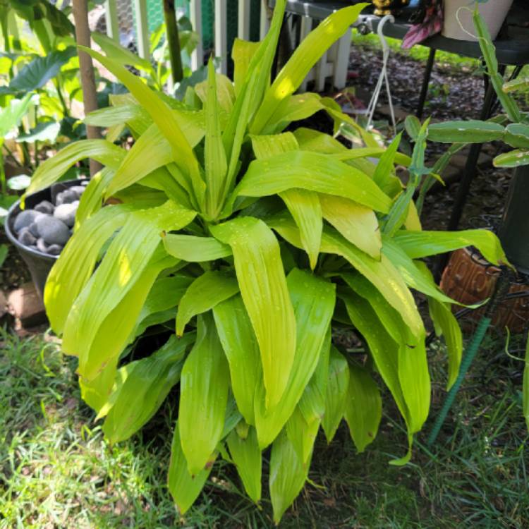 Plant image Dracaena fragrans 'Limelight' syn. D. deremensis 'Limelight'