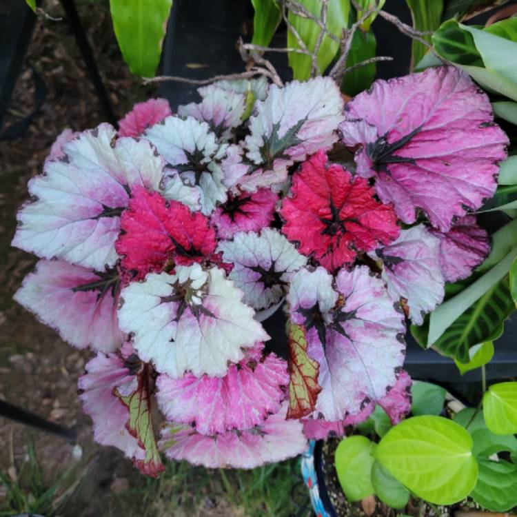 Plant image Begonia (Rex Cultorum Group) 'Red Kiss' syn. Begonia rex 'Red Kiss'