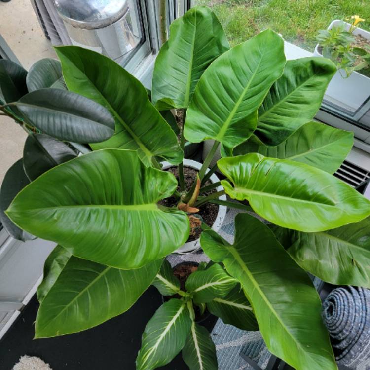 Plant image Philodendron 'Imperial Green' syn. Philodendron erubescens 'Imperial Green'