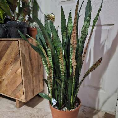 Snake Plant