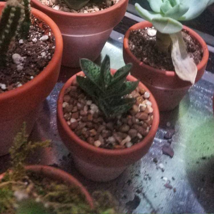 Plant image Gasteria Liliputana