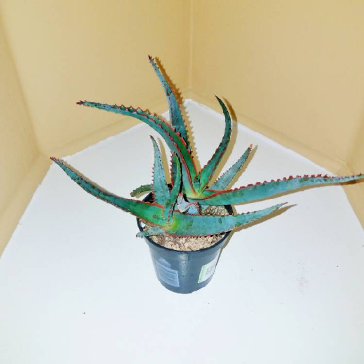 Plant image Aloe Hybrid 'Swordfish'