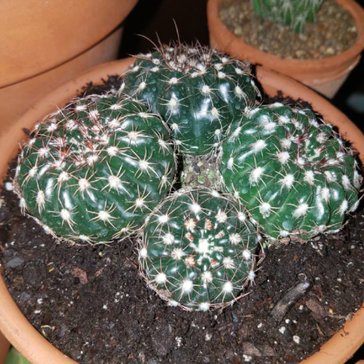 Plant image Notocactus ubelmannianus syn. Parodia werneri