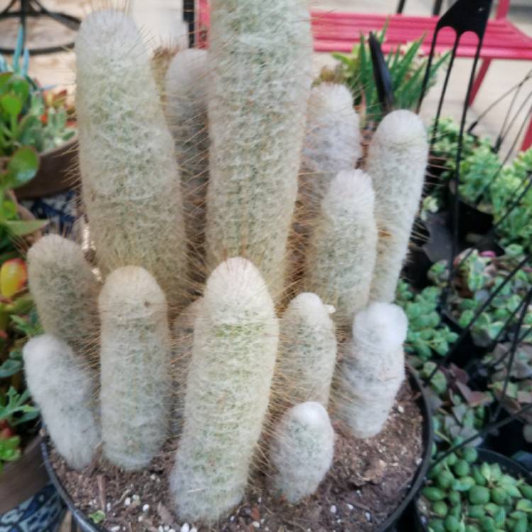 Plant image Espostoopsis dybowskii syn. Cephalocereus dybowskii