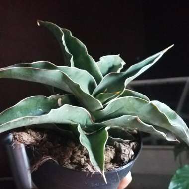 Sansevieria pinguicula