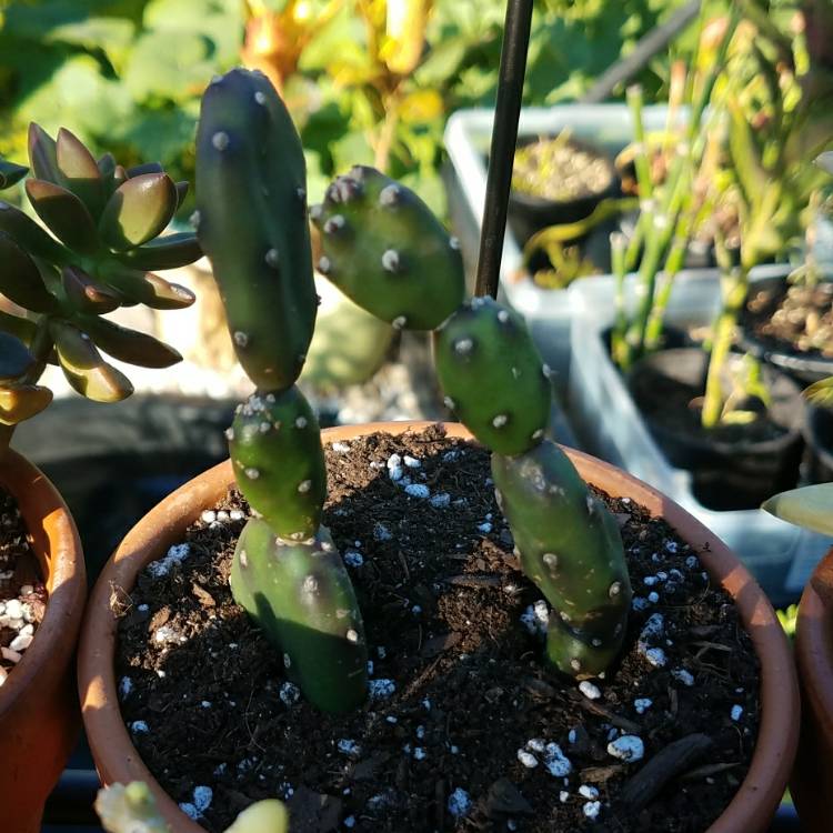 Plant image Opuntia Quimilo