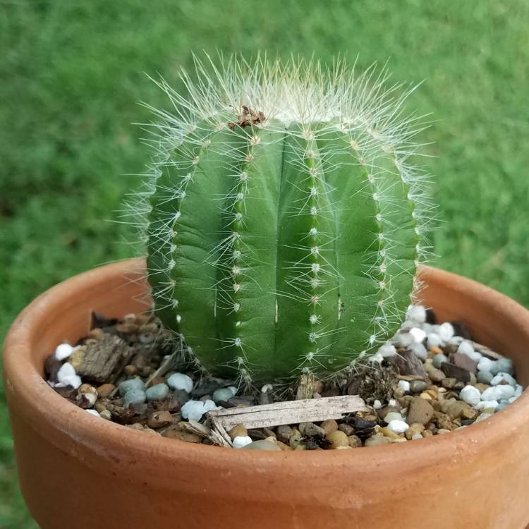 Plant image Notocactus Buiningii Syn. Parodia Buiningii