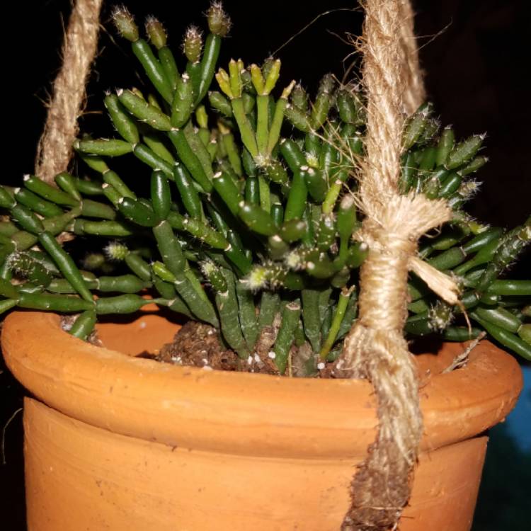 Plant image Rhipsalis neves-armondii syn. Lepismium megalanthum ; Lepismium neves-armondii ; Rhipsalis megalantha