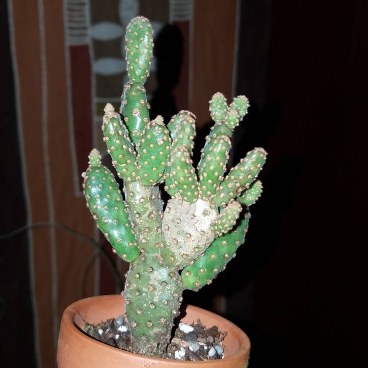 Plant image Opuntia microdasys rufida