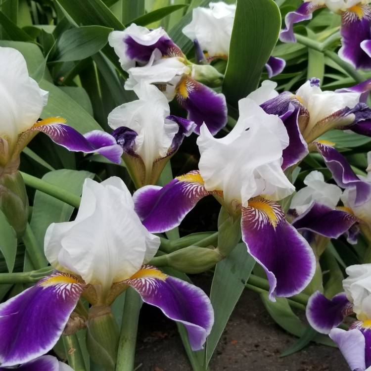 Plant image Iris x germanica 'Wabash'