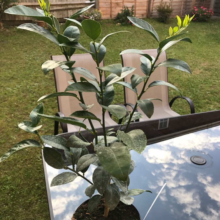 Plant image Citrus latifolia