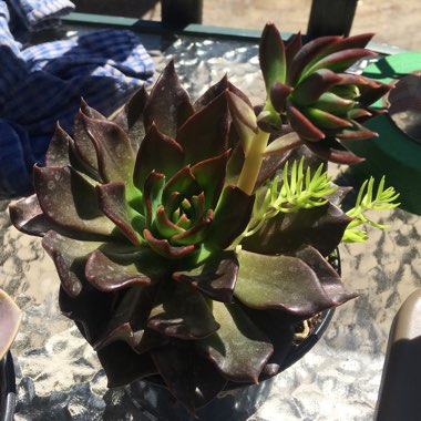 Echeveria Black Prince