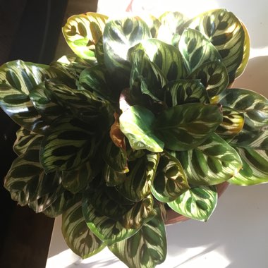 Calathea 'Makoyana'