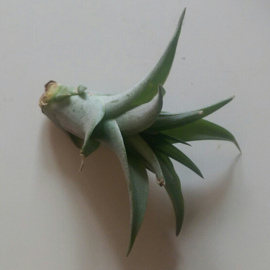 Plant image Tillandsia bergeri